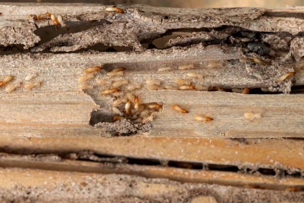 Best Wasp Removal Services  in Parma, OH