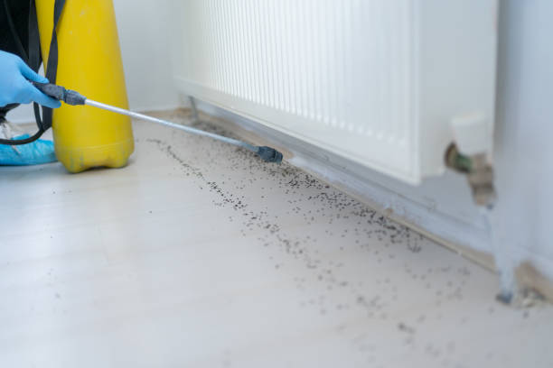 Flea Control Services in Parma, OH