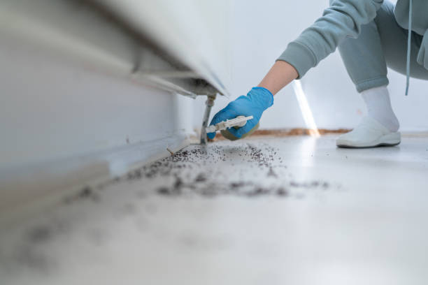 Best Termite Control Services  in Parma, OH